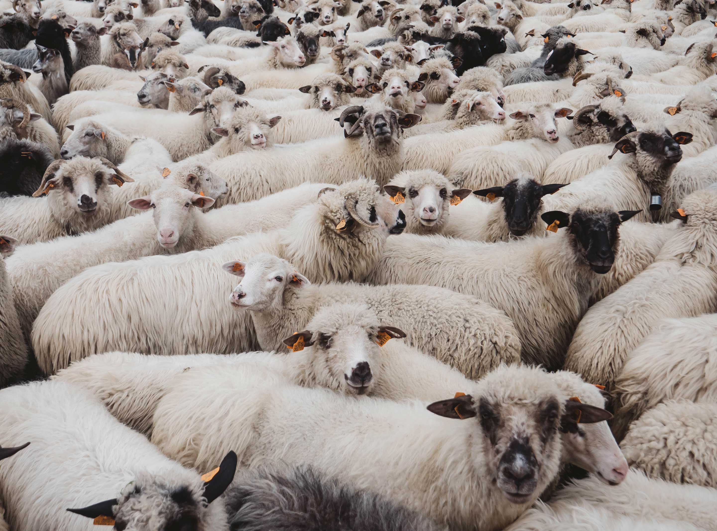 livestock