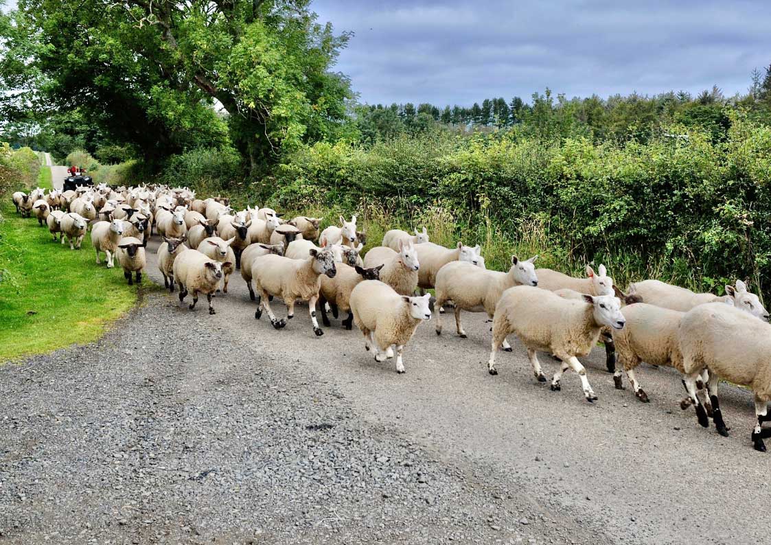 sheep on the move