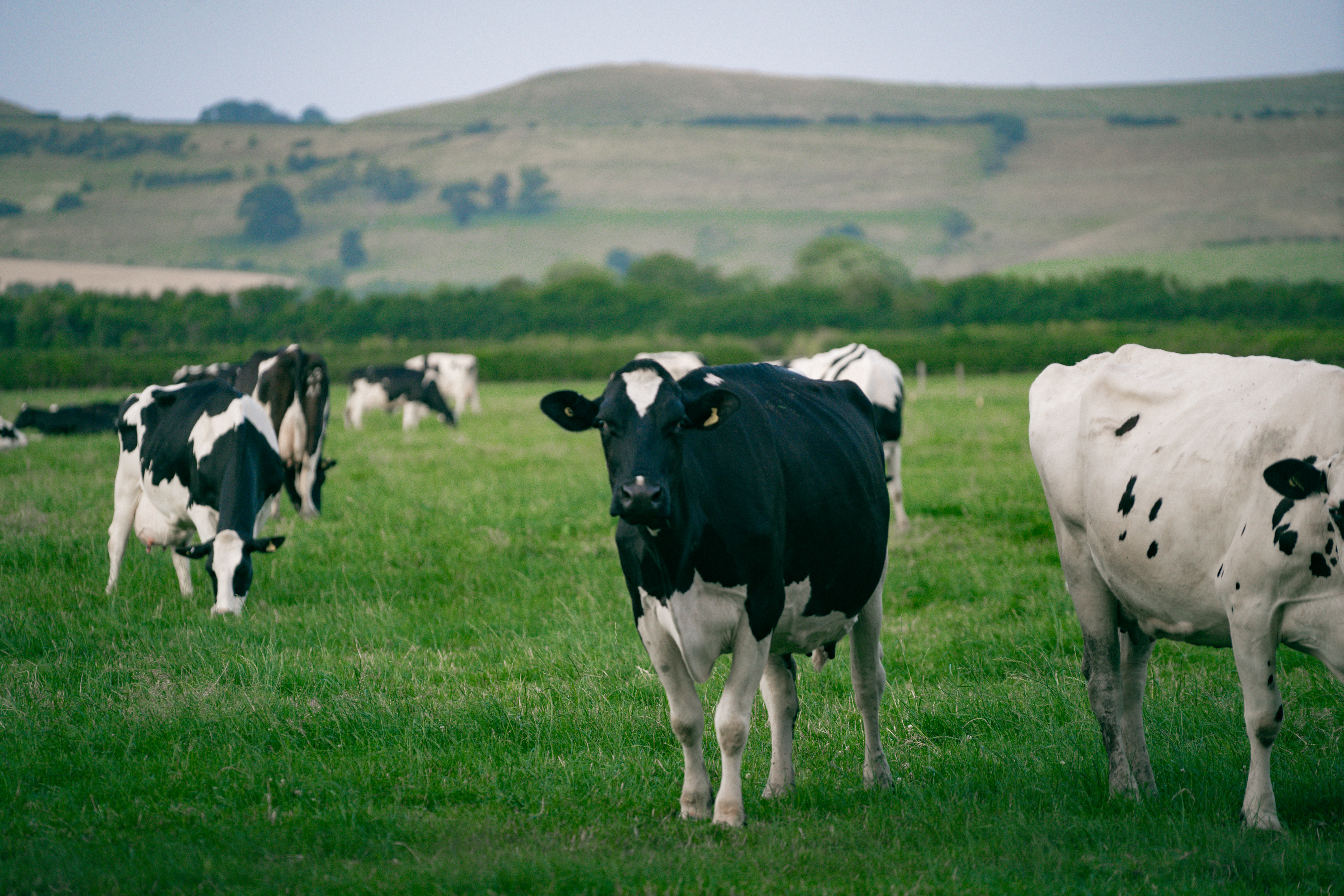 Cows in a field