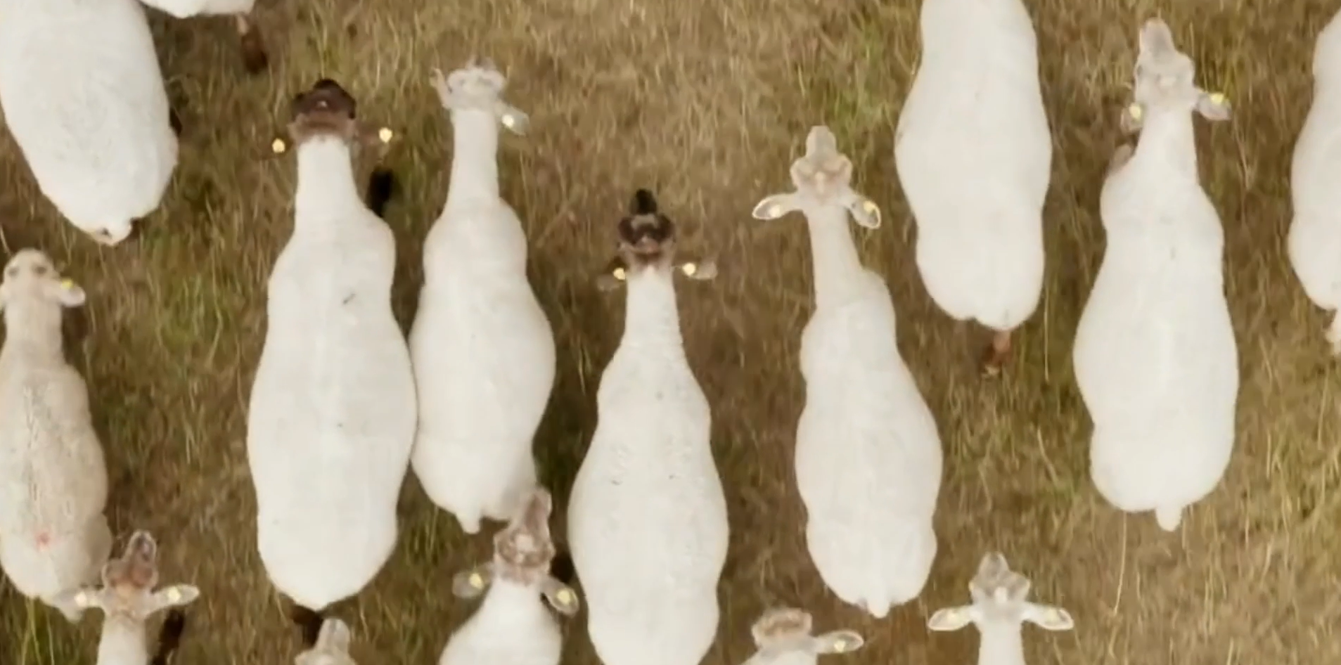 Birdseye view of sheep walking