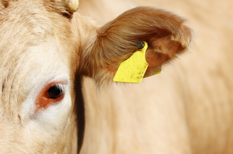 Cattle ear tag image