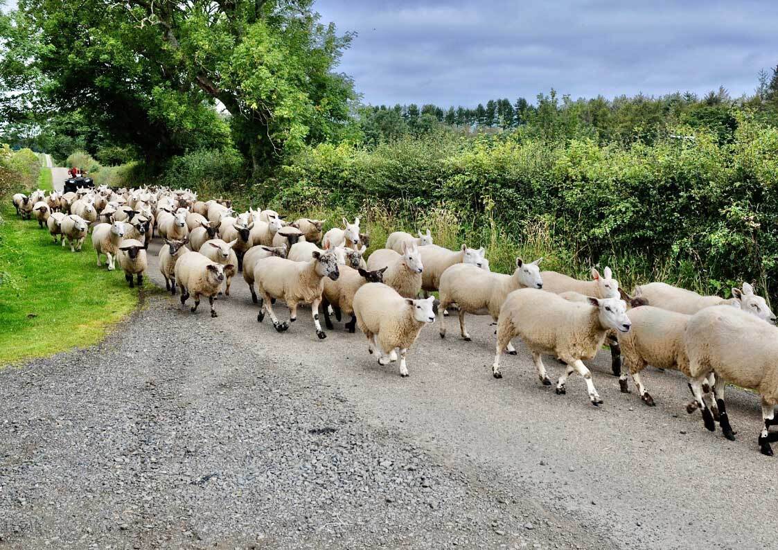 Flock of sheep walking on a road through farmland.