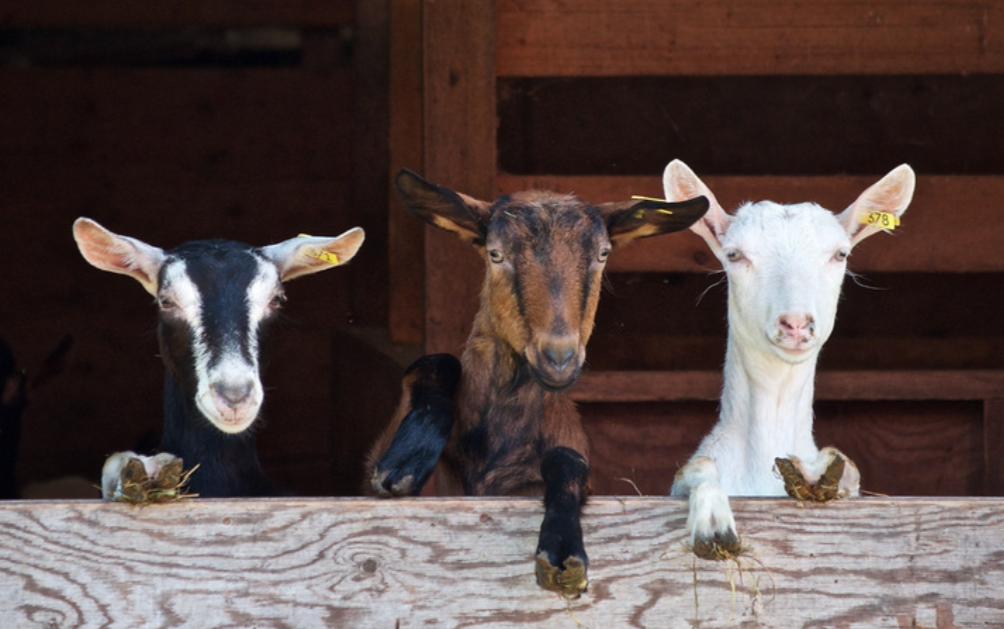 Three goats