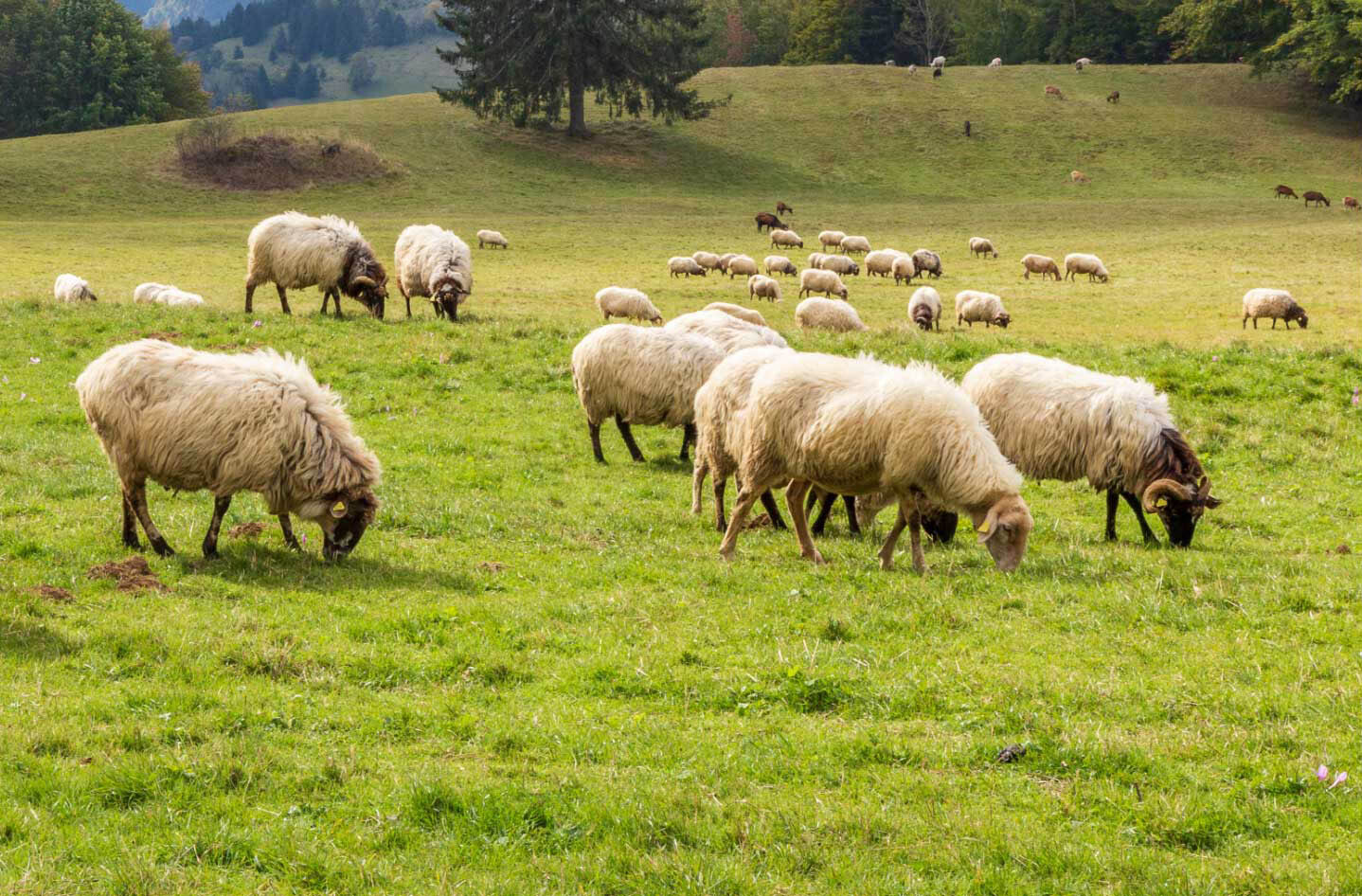 Sheep grazing on green grass in a farm