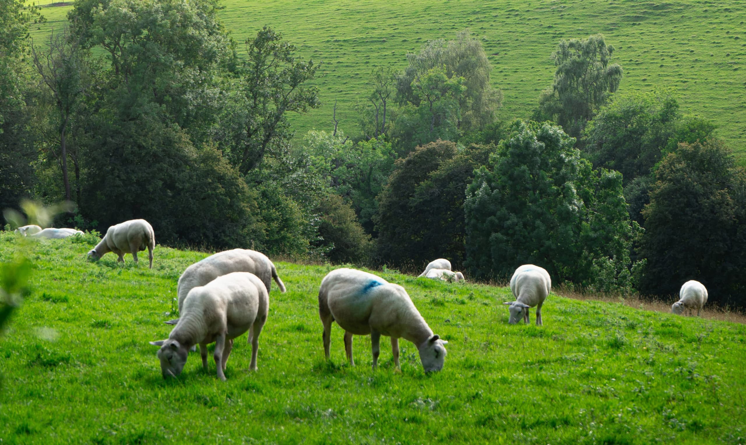 sheep's gazing on the hill